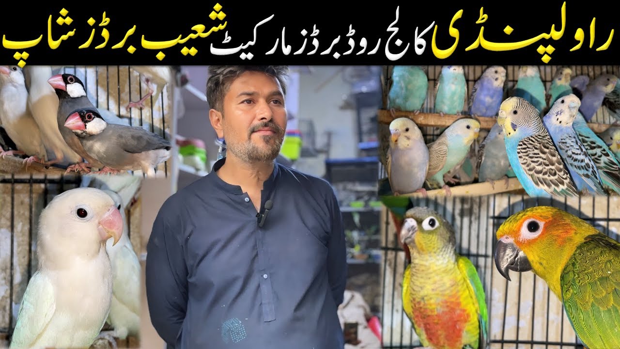 Rawalpindi Birds Wholesale Market | Shoaib Birds Shop | Latest Birds Prices 2025. @BirdsHouse24