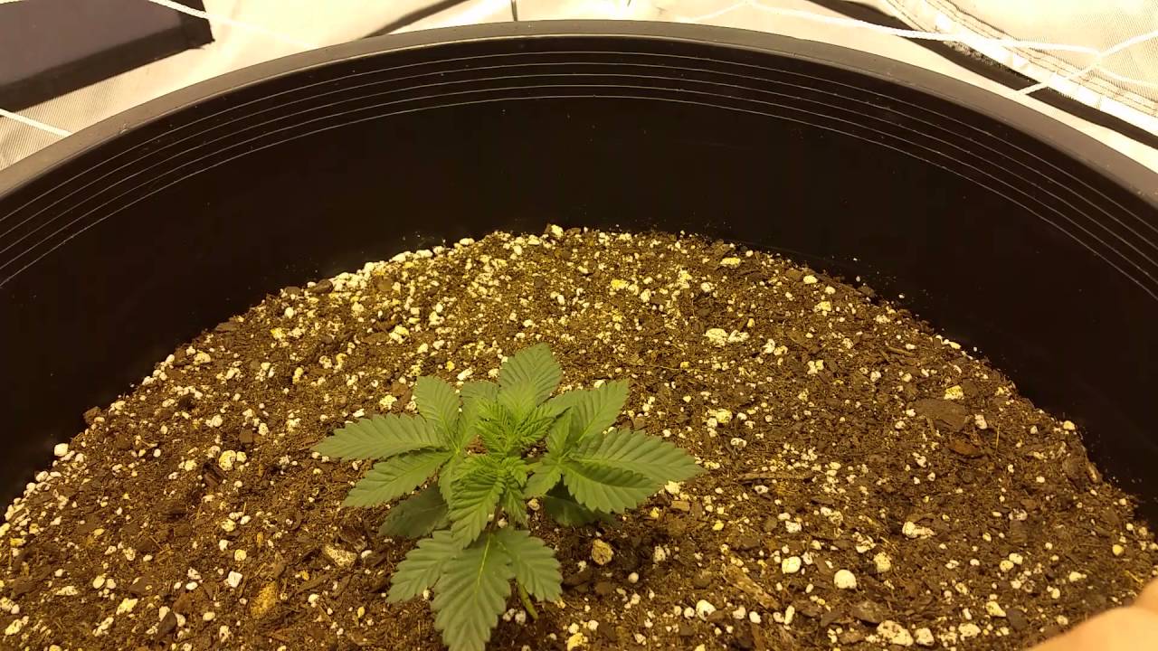 1000 watt royal queen seeds sour diesel grow. Topping, fimming, tying, super cropping. Part 2