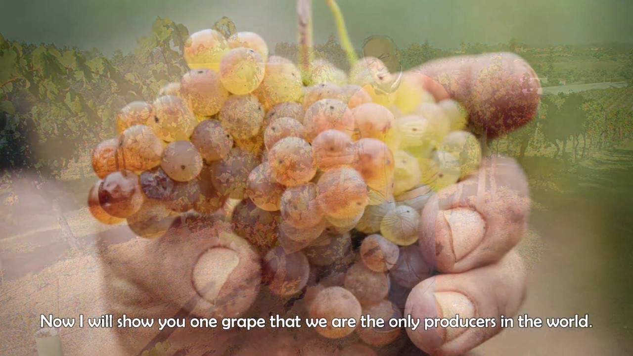 5. Bairrada - Sercialinho