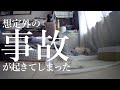 【認知症と闘う18歳のチワワ】事故が起きてしまった