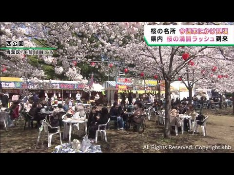 宮城県各地で桜が満開 花見を楽しむ 一目千本桜 仙台・西公園