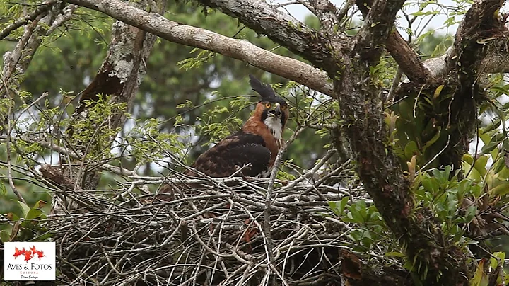 Gavio-de-penacho  (Spizaetus ornatus)  Ornate Hawk-Eagle