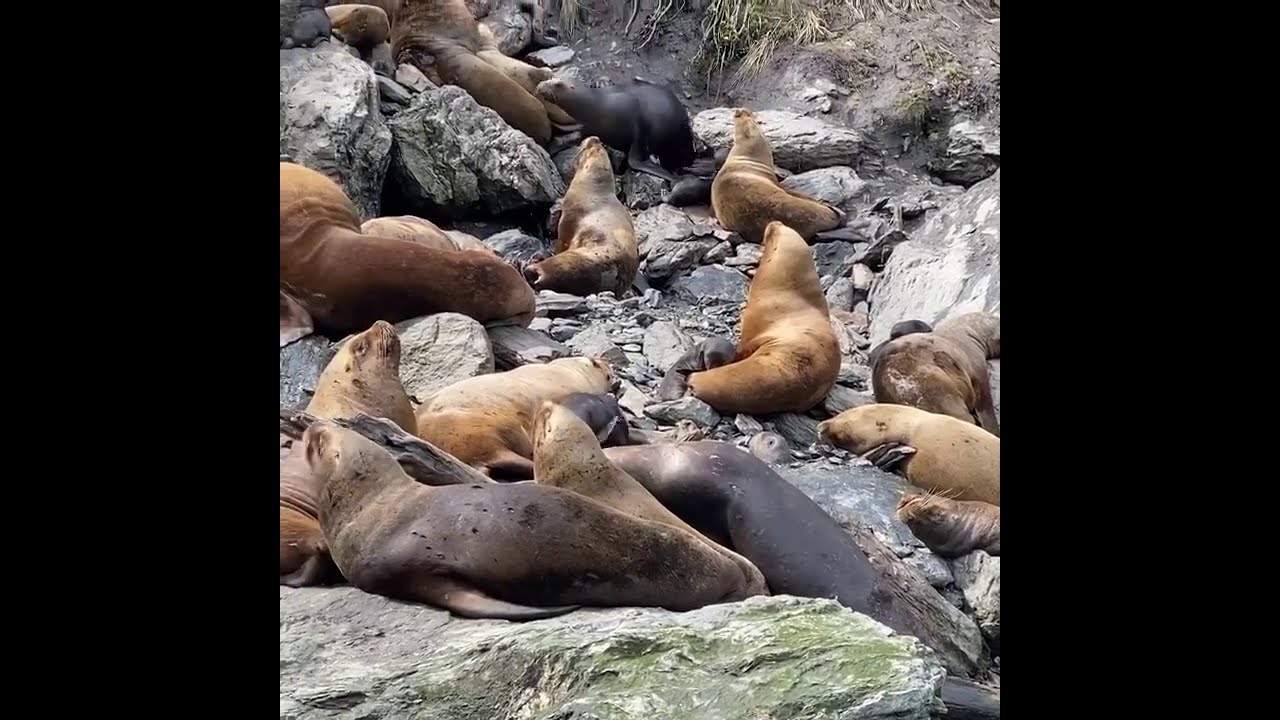 Marko Dimitrijevic - Seals