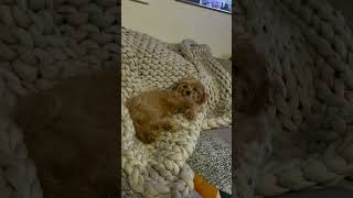 Bagel compilation #bagel #fyp #cavapoopuppy #cavapoo #dog #puppy #funny #cute