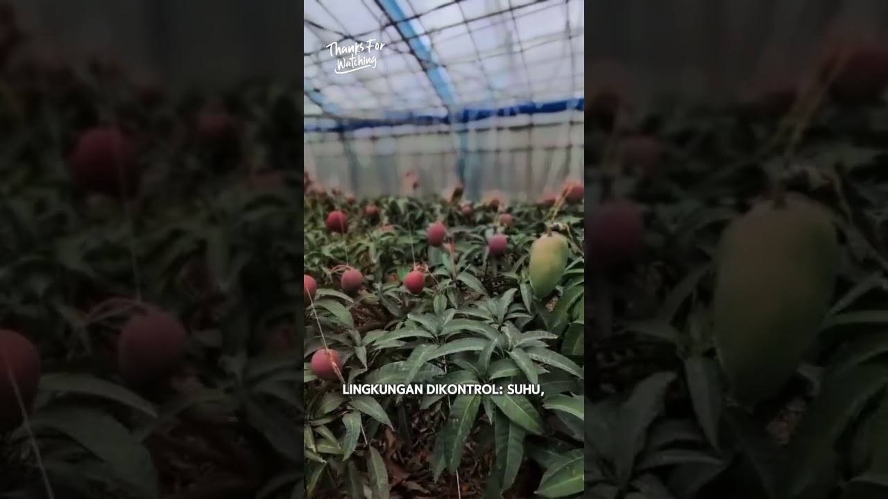 greenhouse mangga 