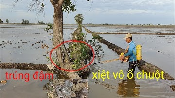 gặp cao thủ xiệt chuột đồng ếch quá đỉnh