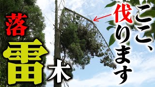 【落雷木・後編】ついに真っ二つに折れた木を伐ります...!!｜いつ折れるかわからない恐怖【超危険】