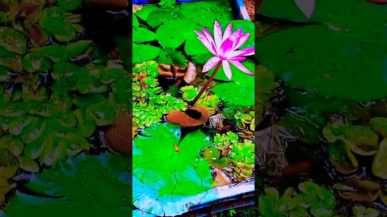 ISLAMIC WHATSAPP STATUS MALAYALAM LILY FLOWER MY TALK MEDIA