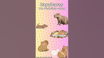 Capybara: The Chillest Animal You’ll Ever Meet! 🦫 | ABC ZOO Fun Animal Lessons #shorts #forkids