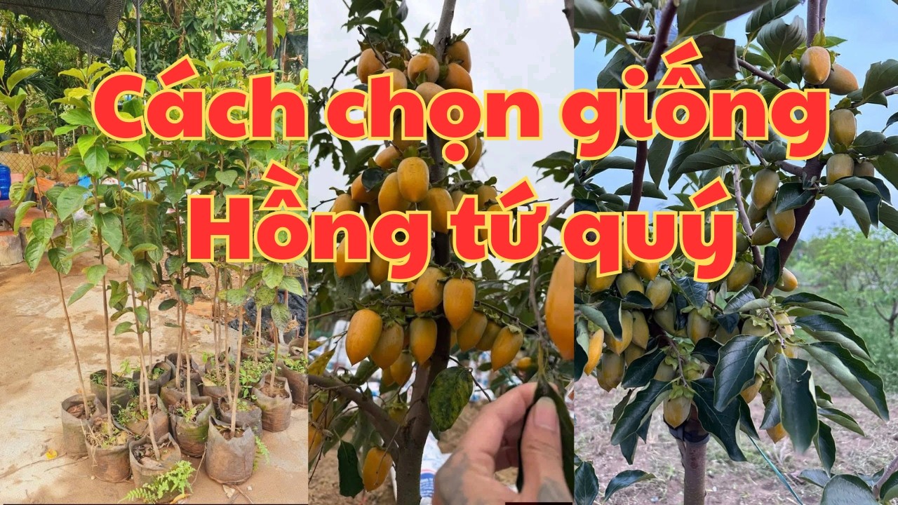 Cách Chon Mua 1 Cây Hồng Tứ Quý Chuẩn Cây Khỏe Đẹp - Cây Trồng Vũ Tiến