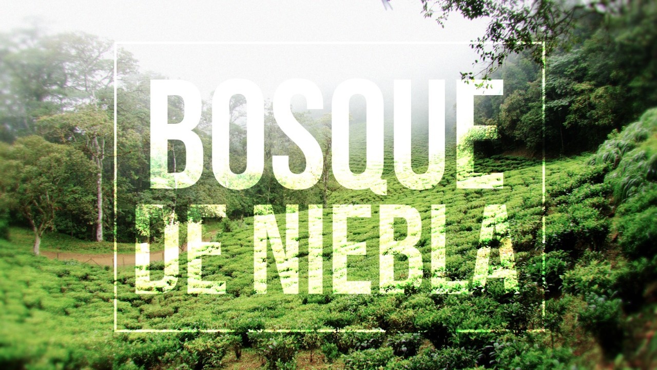 The Hidden World of Colombia’s Cloud Forest | Cinematic Nature Film