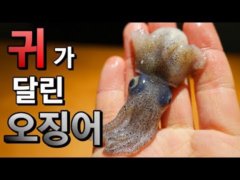 오징어로 일식요리와 ○○요리에 도전  How to Eat Japanese Little Cuttlefish