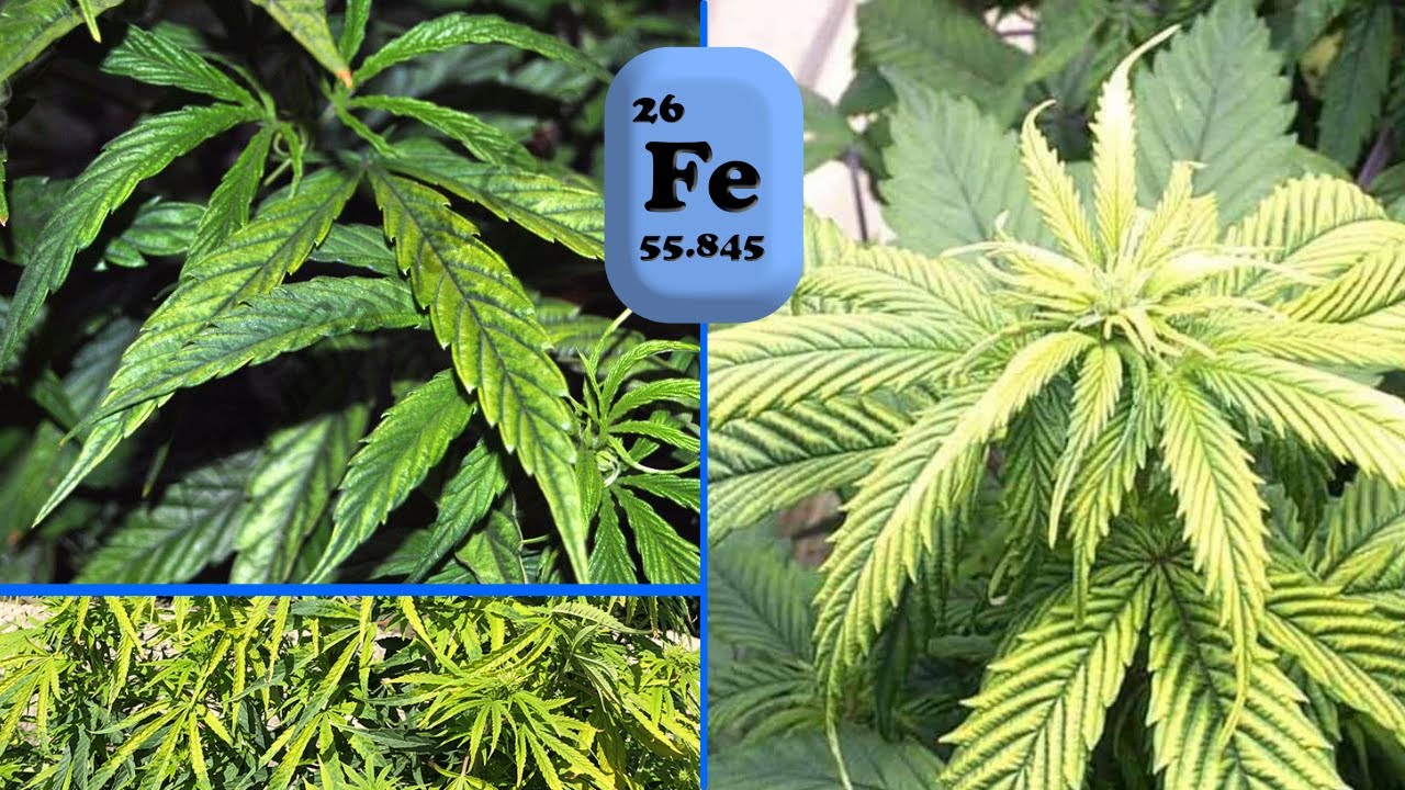 дефицит железа