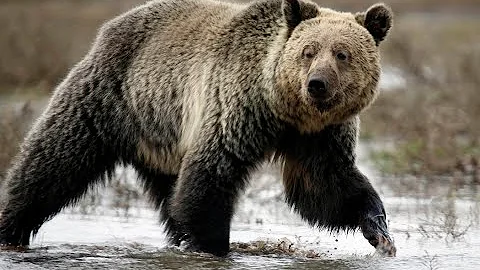 Scarface o urso pardo mais famoso do mundo documentário do urso