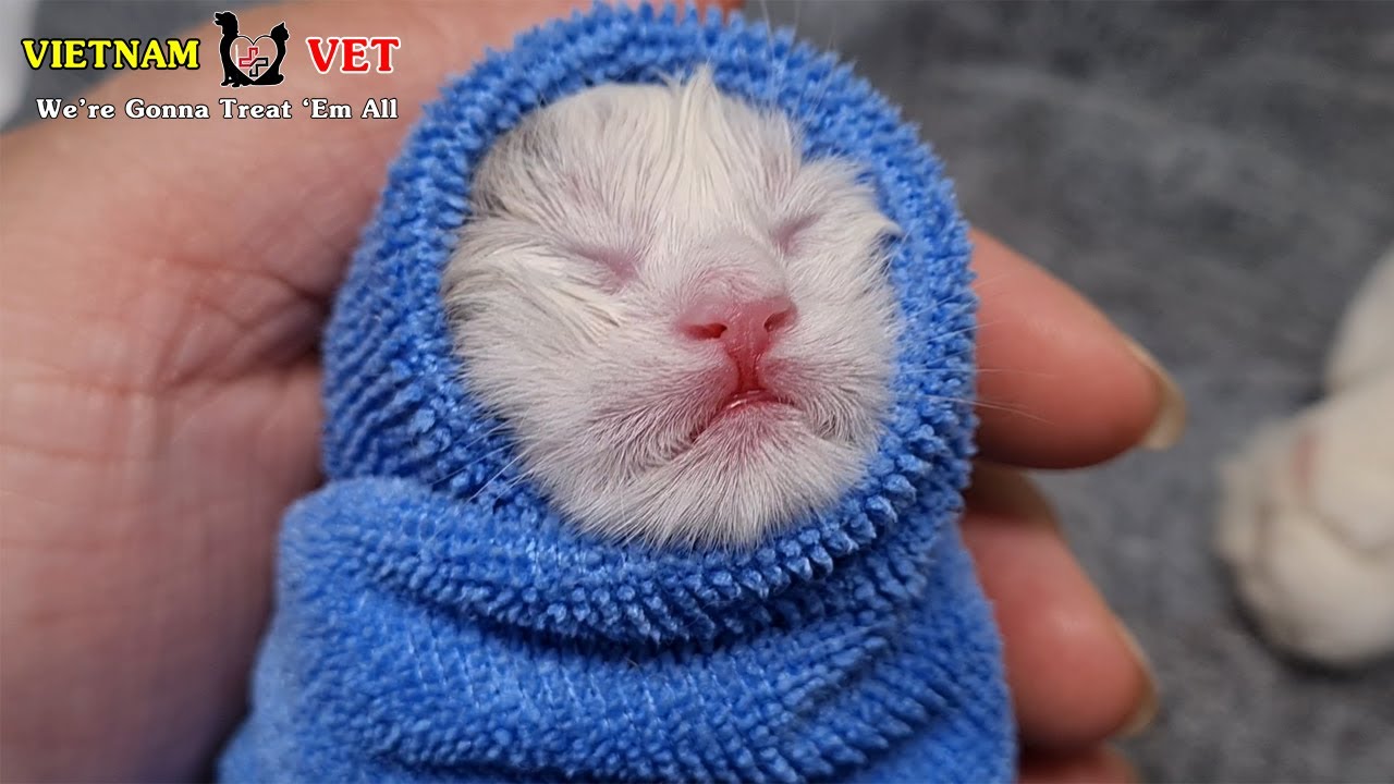 Vet Save newborn Kitten life – Emotional moment of animal 