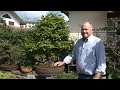 Bonsai per francesco busana una passione che dura da oltre 50 anni