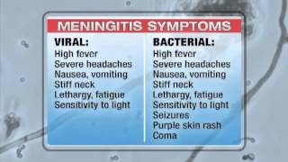 Examining viral vs. bacterial meningitis