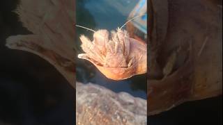 I Asked the Fisherman to Save This Crab | Silent Lives | #shorts