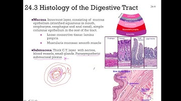 SCI 505 Chapter 24 Digestive System