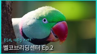 [앵친소] 젠틀한 앵무새를 키우고 싶다면? 이 앵무새 키우세요! &quot;대본청, 목도리앵무새&quot;