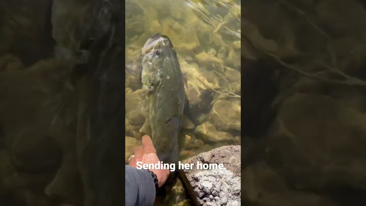 Big large mouth bass are awesome. 👌👌