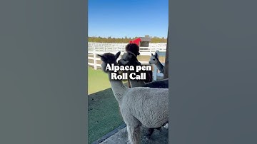Alpaca Pen Roll Call🗣️ #alpaca #farmtok #animallovers #cuteanimals #rollcall #farmlife