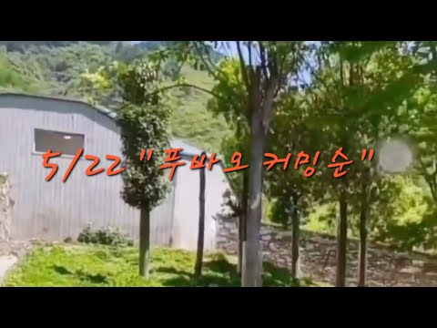 좋은 소식! 푸바오 공식적으로 공개! Fubao의 새로운 마당을 미리 살펴보세요^^#福宝,#FuBao,#panda,#fubao,#福寶
