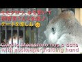 モモタロウ、大好きな飼育員さんと手つなぎ会話デート♪二人とも楽しそう♪