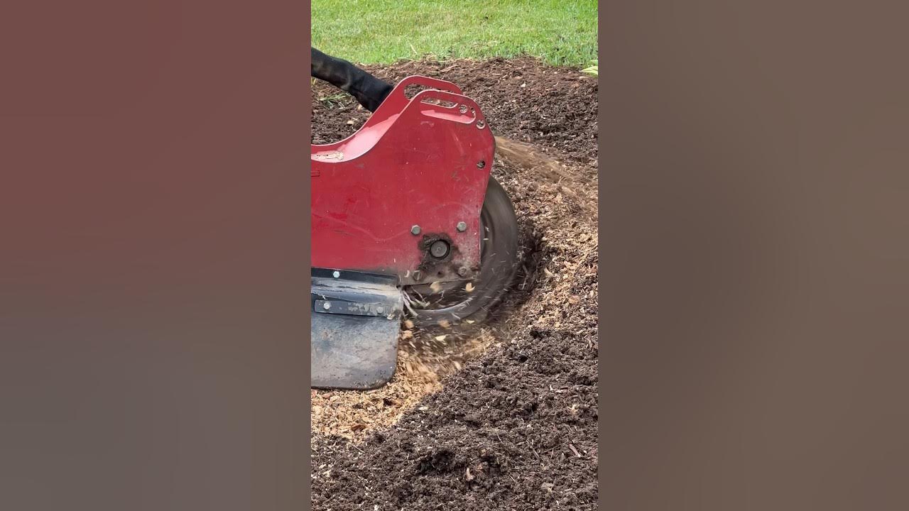 How Much You Think To Remove A Tree Stump YouTube how-much-you-think-to-remove-a-tree-stump-youtube