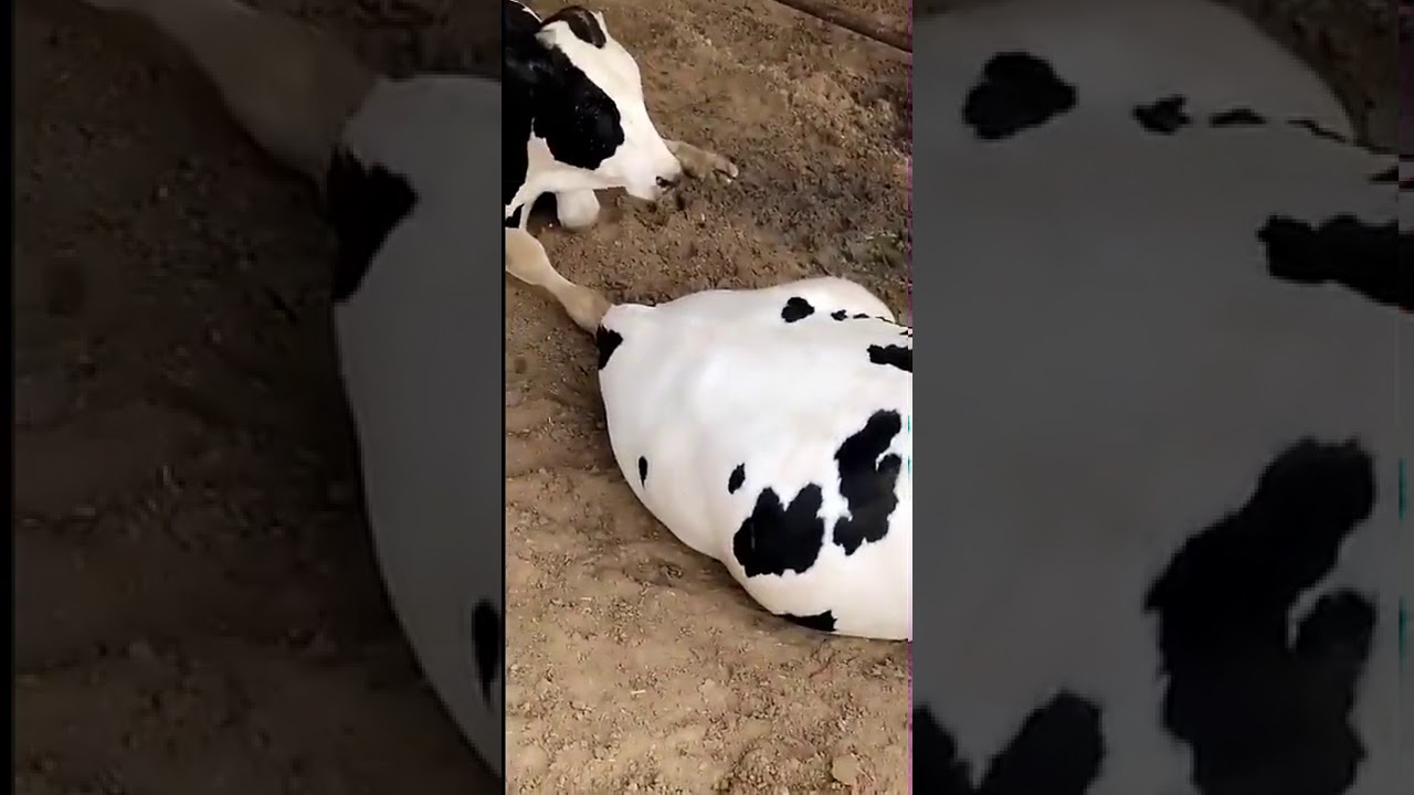 خالد الخالدي زيارة مزرعة تسمين العجول النهضة