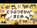 【動物図鑑まとめ】動物園の人気者から身近な動物まで51種類！知育アニメ【赤ちゃん・子供向け】Animal picture book for kids