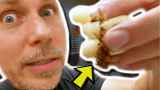 WHY ARE ALL MY SNAKE'S EGGS INFERTILE?!!! | BRIAN BARCZYK