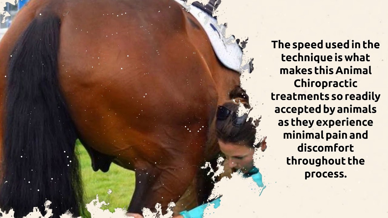 Horse Neck & Back Pain Treatment Stroud YouTube