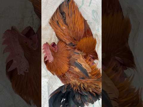 تا الان سه تومن ضرر کردم عالیه ولاگ روزانه ولاگ خروس امیر مرادی فروش