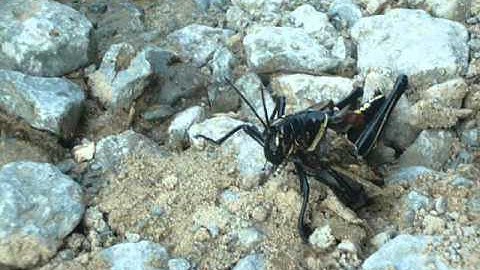 Grasshopper being eaten alive by ants