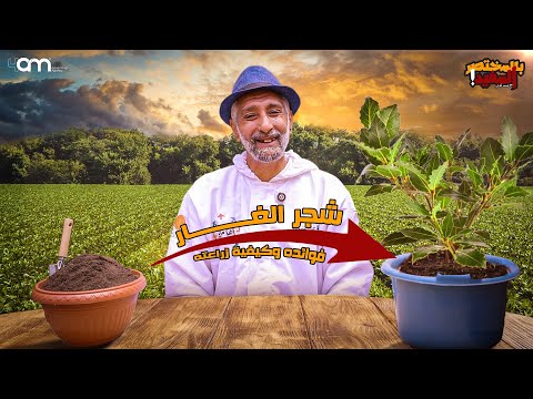 زراعة ورق اللورى شجر الغار أو الرند أو أو ورقة سيدنا موسى فوائدها وكيفية زراعتها