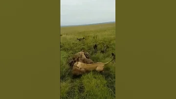 بالفيديو قوة اللبؤة The Lioness في مخيم مارا أولابا كينيا معنى الصداقة Roka Tolba 