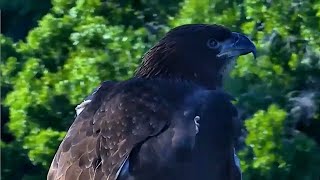 NEFL-Bald Eagle Legacy Returns To The Hamlet