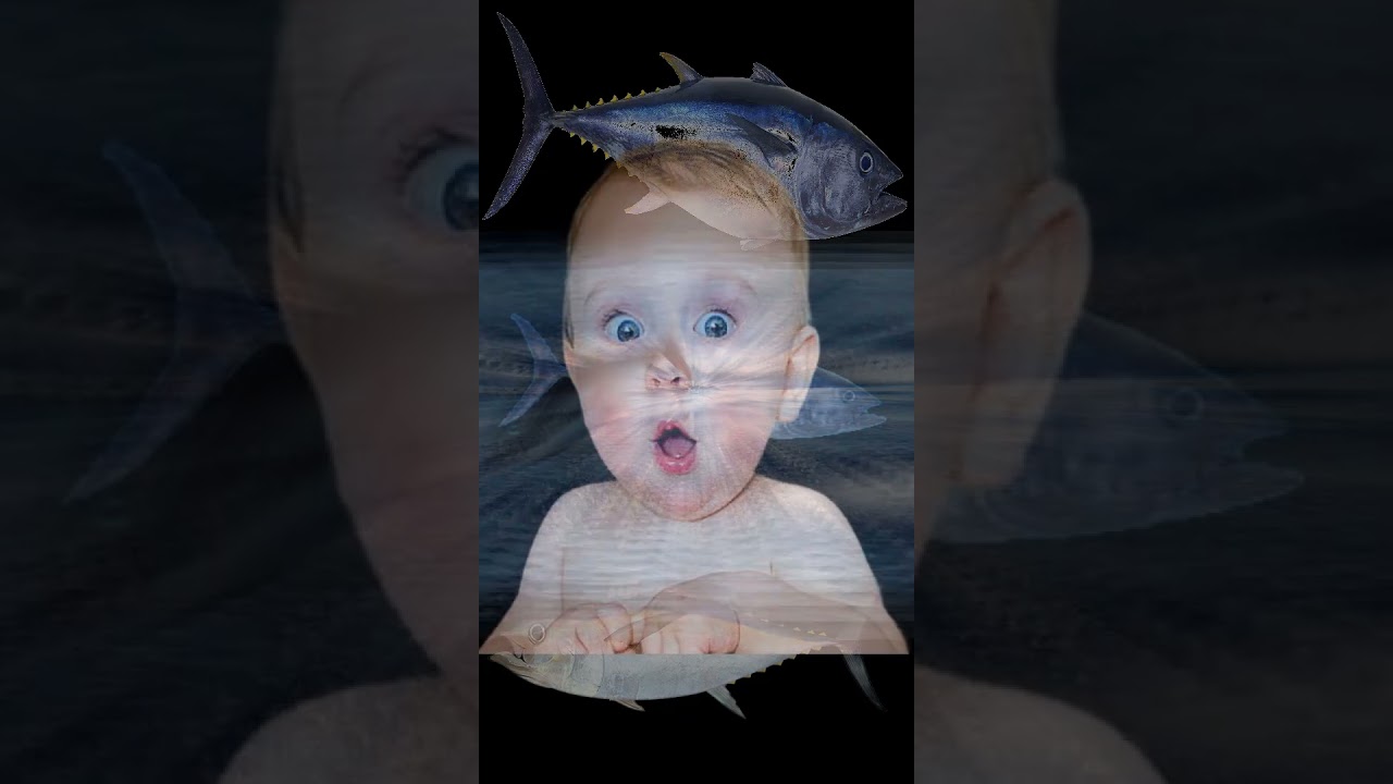 World Expensive Fish | entertainment | Must watch new |  Bluefin Tuna | RCN Exntertainment