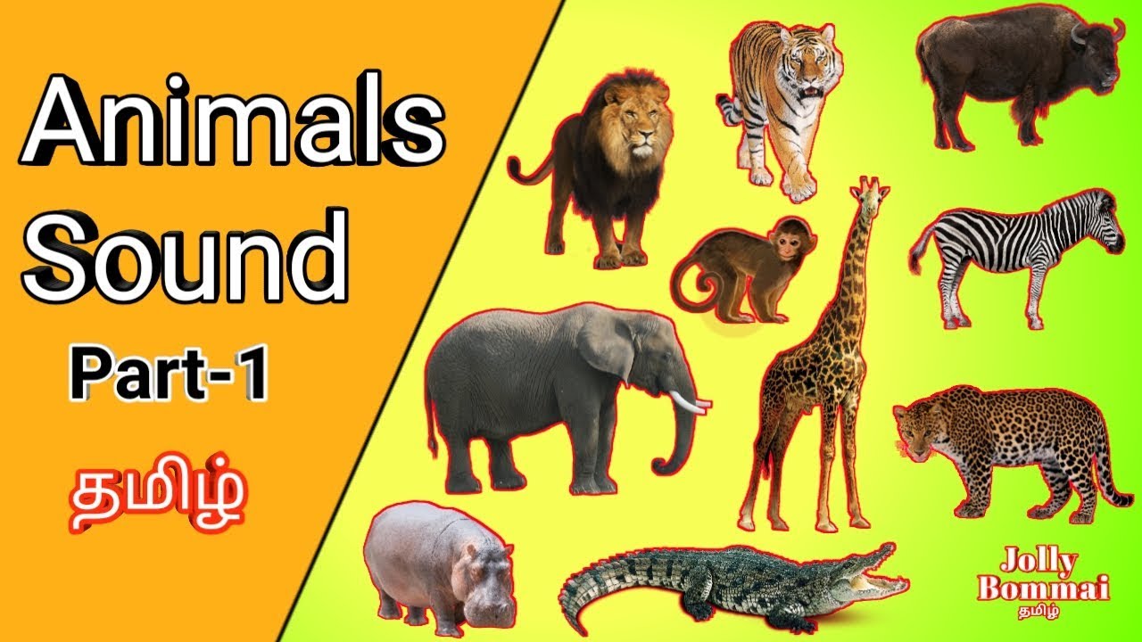 Sights Sounds Animal