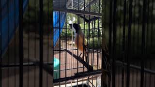 Cendet Tembakan Gereja Tarung Sambung Besetan Kolibri Kelapa 