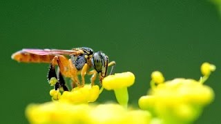 minha colmeia de abelhas jatai recm adquirida