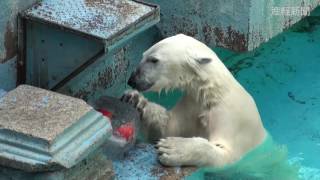 ホッキョクグマのイッちゃんに氷柱プレゼント