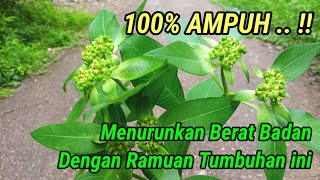 Tumbuhan Kate Mas Yang Bisa Jadi Ramuan Penurun Berat Badan