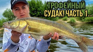 видео: ТРОФЕЙНЫЙ СУДАК НА ДЖИГ В ИЮНЕ! ГДЕ, КАК и НА ЧТО ловить судака летом? Рыбалка на судака в июне 2021 картинка: ТРОФЕЙНЫЙ СУДАК НА ДЖИГ В ИЮНЕ! ГДЕ, КАК и НА ЧТО ловить судака летом? Рыбалка на судака в июне 2021