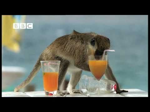 Video Drunk Monkeys Fail - Weird Nature