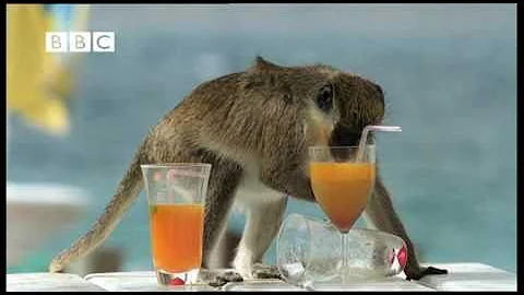 Drunk Monkeys Fail - Weird Nature