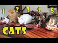 Friendship of Persian cat, Calico cat, Angora cat and 2 Tabby cats. の動画、YouTube動画。