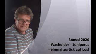 Bonsai 2020-18 - Wacholder - Juniperus - einmal zurück auf Los!