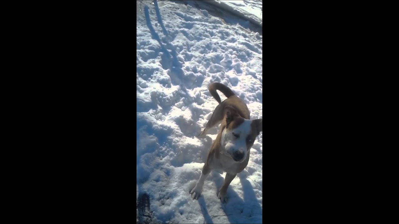 Animal song - YouTube